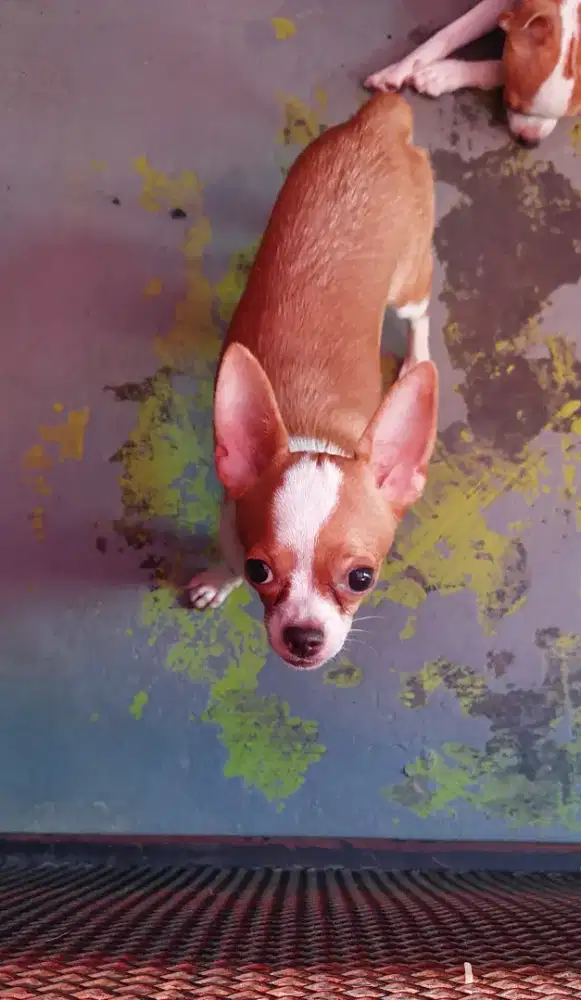 Puppy jantan Chihuahua