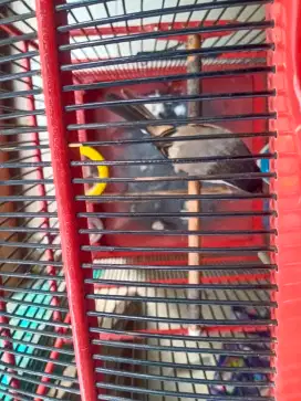 Burung Cendet gacor