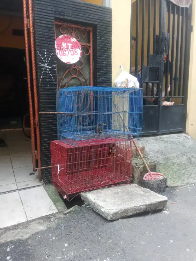 Kandang burung jalak
