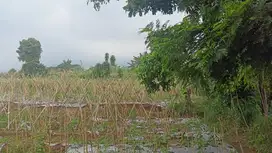 Dijual Kavling Strategis 8 Menit Curug Nangka Harga Lanching Murah