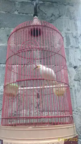 Jual sangkar komplit isinya
