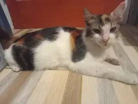 KUCING RAS ANGGORA
