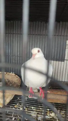 Burung Puter Jantan