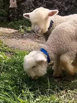 sepasang cempe domba merino super 4 bulanan unggulan exotik gemesin ok