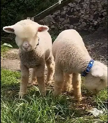 sepasang cempe domba merino super 4 bulanan unggulan exotik gemesin ok