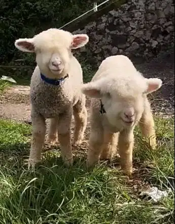 sepasang cempe domba merino super 4 bulanan unggulan siap hobby2an top