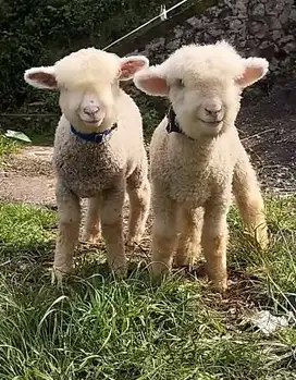 sepasang cempe domba merino hias 4 bulanan super unik exotik gemesin