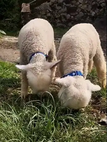 sepasang cempe domba merino hias 4 bulanan super unik exotik gemesin