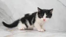 BSH British Munchkin Bicolor Kitten Kucing