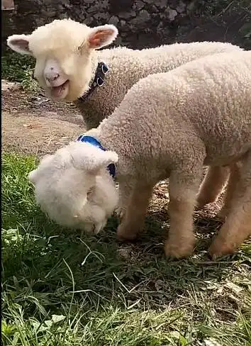 sepasang anakan cempe domba merino super 4 bulanan unggulan exotik top