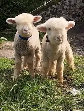 sepasang anakan cempe domba merino super 4 bulanan unggulan exotik top