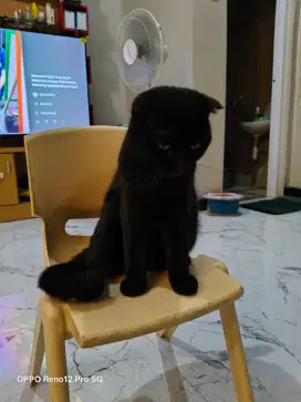 Kucing Scottish Fold