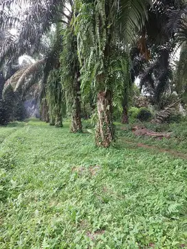 Jual sebidang tanah