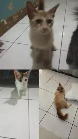 Guys free adopt