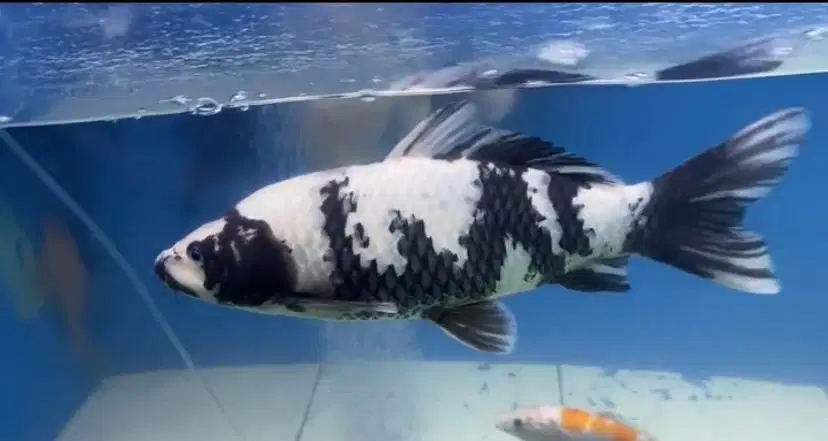Ikan KOI Antik berlafadz Allah