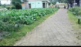 Tanah Murah Cocok Untuk Investasi di Temanggung