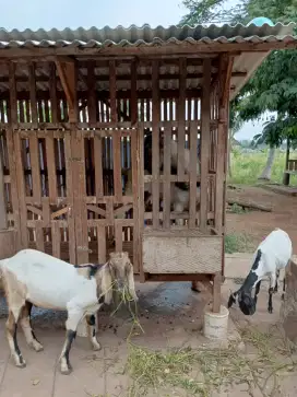 DIJUAL KAMBING SEHAT & MAKAN LAHAP