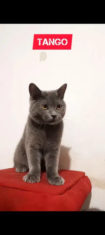 Anak Kucing British Shorthair BSH Blue Solid
