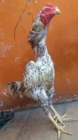 Ayam shamo eropa line zuchter jenis kelamin jantan.