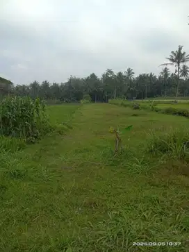 Tanah murah SHM Sawah di Pakem Sleman