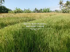Tanah Premium Disewakan Luas Tanah 6 Are View Sawah di Ubud