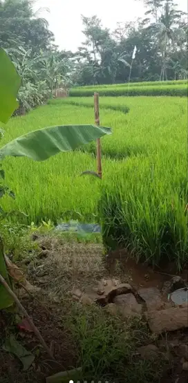 Jual tanah sawah