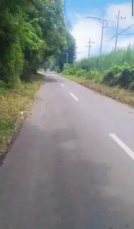 Dijual Kebun Tebu 5ha di Situbondo