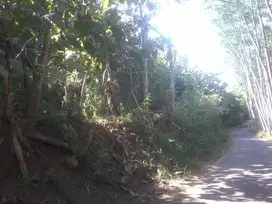 Dijual Kebun Jati Pinggir Jalan Kabupaten Desa Curahdami Bondowoso