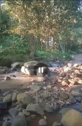 Dijual tanahkebun view sungai murah. pohon durian Wonosalam, Jombang