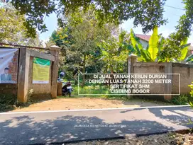 TANAH KEBUN MURAH KEBUN DURIAN DAN STRATEGIS DI CISEENG BOGOR