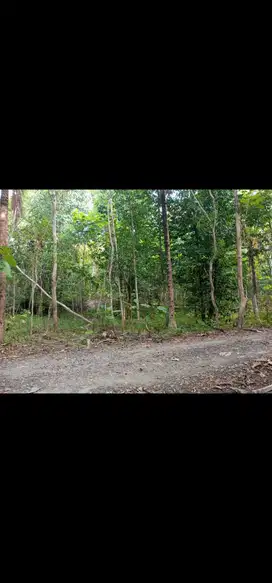 JUAL TANAH DI CERME PANJATAN KULONPROGO JALAN ASPAL