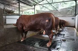 Dijual Lahan Kandang Sapi Luas berikut Rumah Villa Siap Huni Balekamba