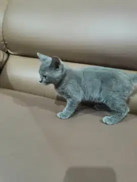 Kucing Bsh muchkin