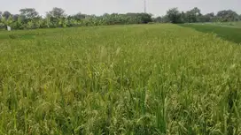 Tanah Sawah Murah Cocok Untuk Investasi di Boyolali