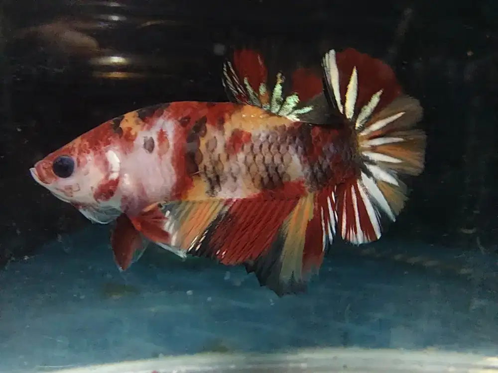 Ikan cupang nemo cooper 2 pair + 1 pair nemo