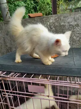 Adopsi ANAKkan Kucing Usia 4 Bulan