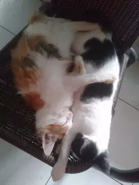 Cat Sitter Area Parung