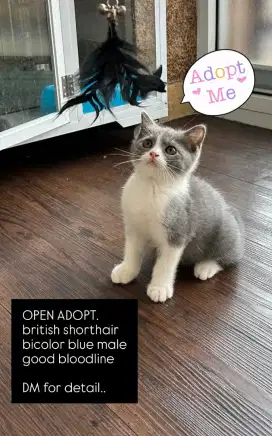 Kucing BSH British Shorthair Bicolor Blue