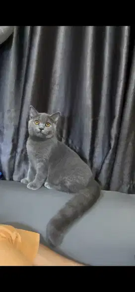 British Shorthair BSH Betina Line Pedigree