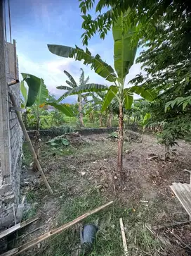 Dijual tanah pekarangan dekat Kampus UAD 4/Terpadu