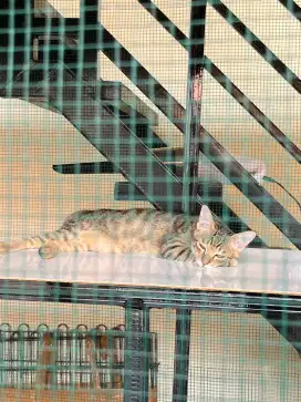 Lepas adopsi kitten betina