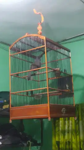Poksay pipi hitam