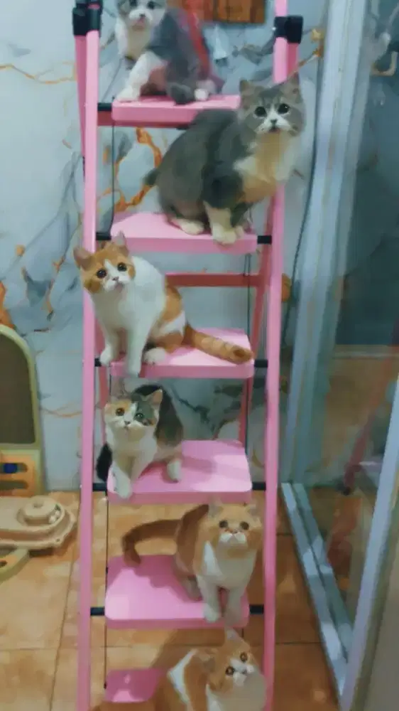 Ready For Adoption