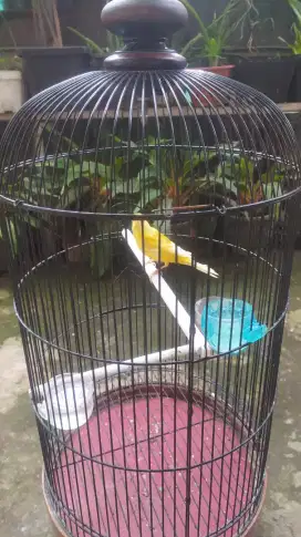 Kenari Kuning Stabilo
