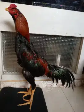 Ayam Bangkok klasik ukuran 5,5