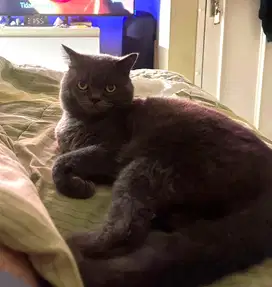 Kucing Indukan BSH Jantan