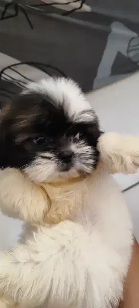 Anjing shihzu shitsu shitzu shitzhu