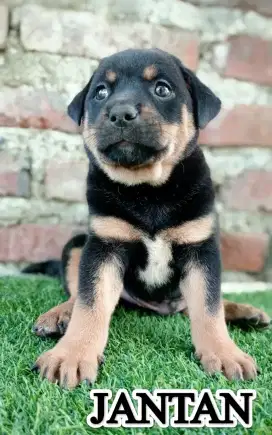 Anakan anjing mixbred