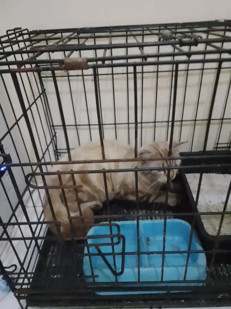 Open adopsi kucing