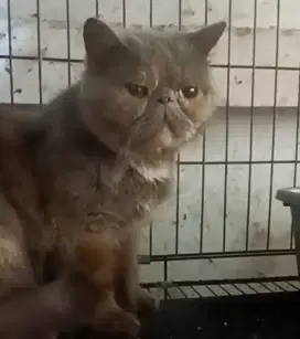 Kucing exotic betina, peaknose, persia